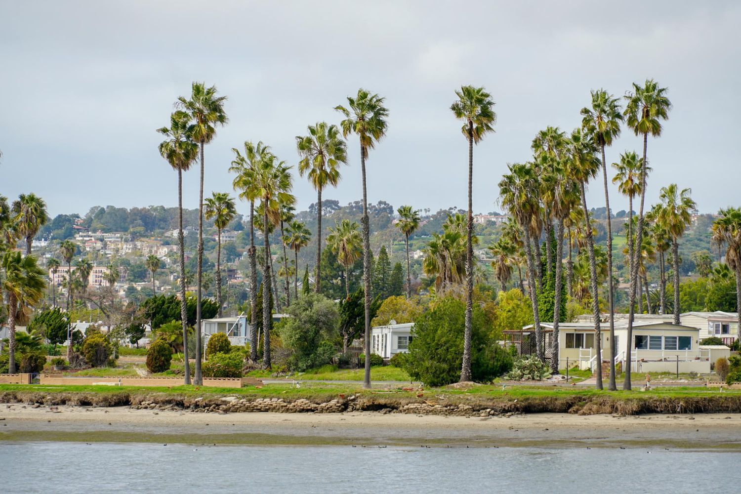 Palm trees in a row fronting a shoreline, with mobile homes and a hillside in the background.