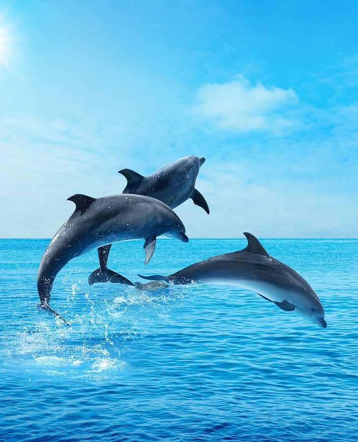 Dolphins