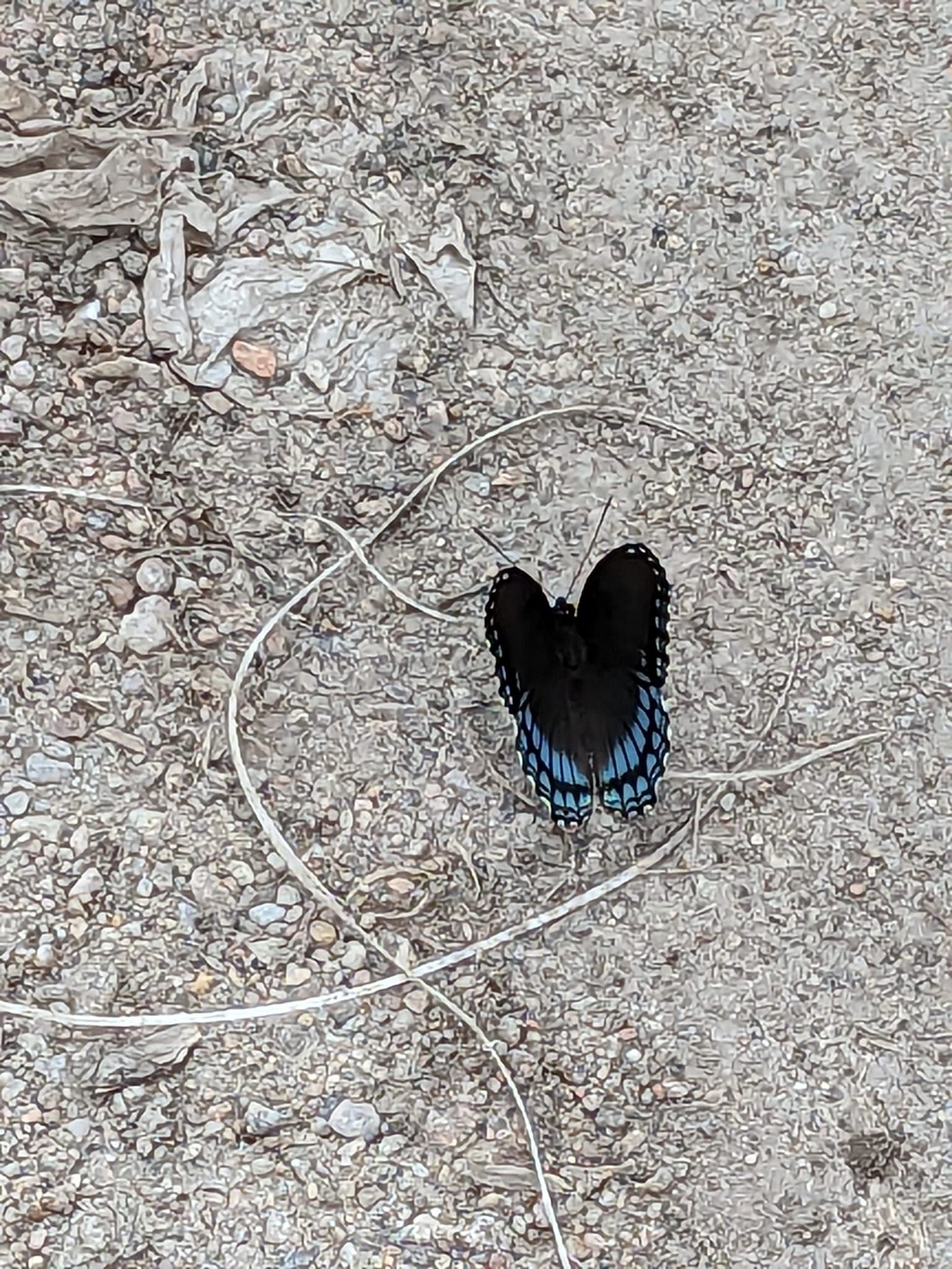 Butterfly with blue markings on its wings resting on a gray, pebbled surface.