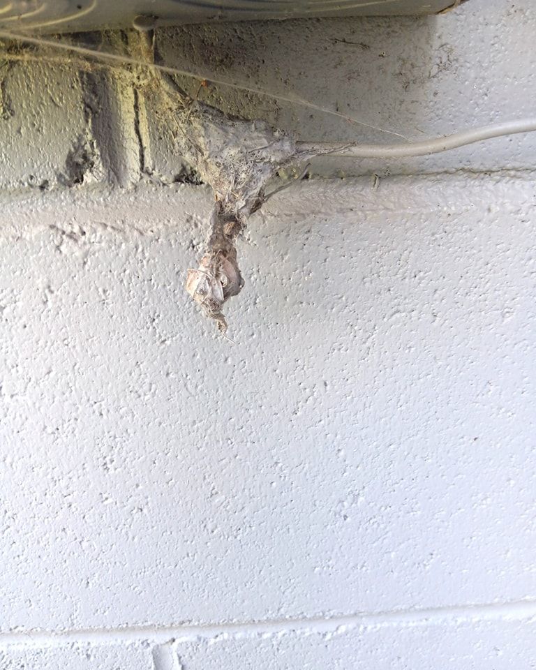 Gray nest hanging from a white brick wall next to a white cable.