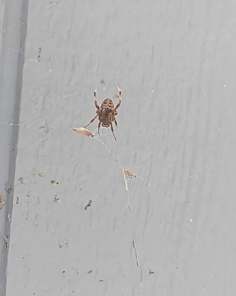 Brown orb-weaver spider in web on a light gray wall, with captured prey.