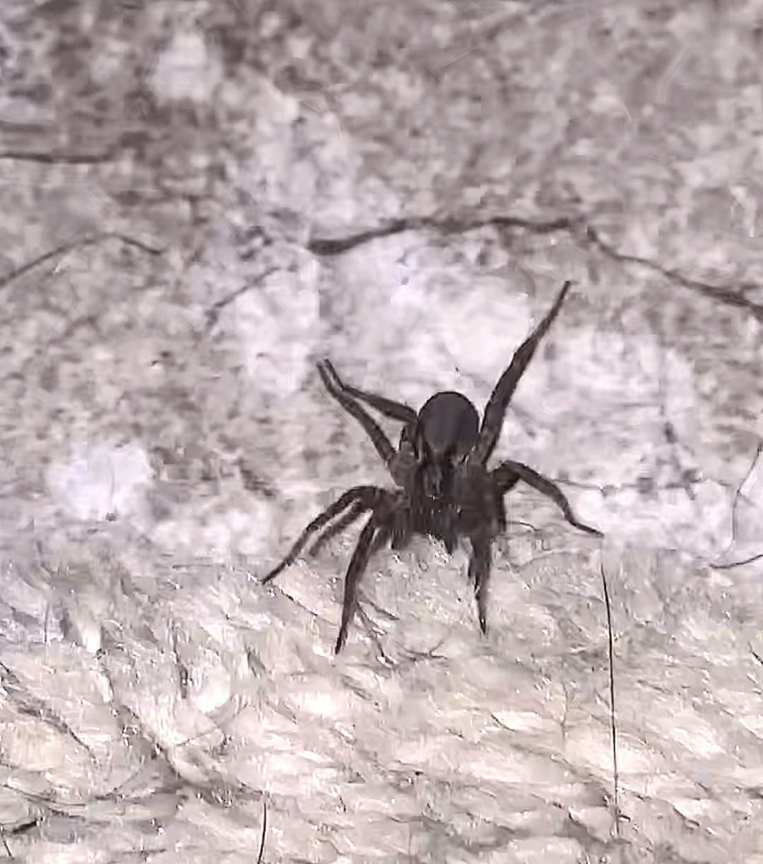 Dark spider with raised legs on light-colored, textured surface.