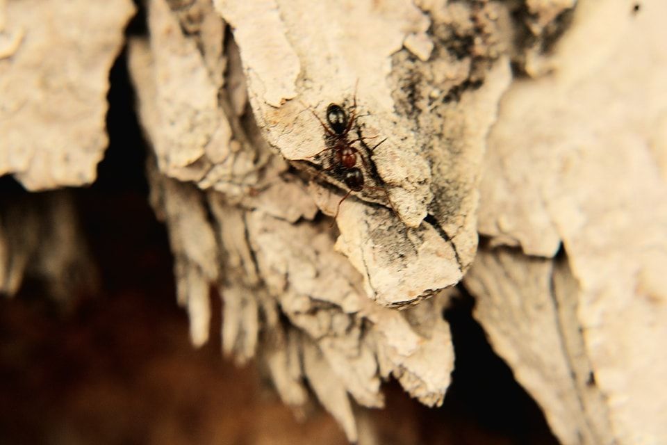 Ant on a textured, off-white rock formation with dark crevices.