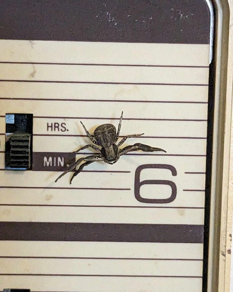 Spider on a clock face, next to the number 6, with 