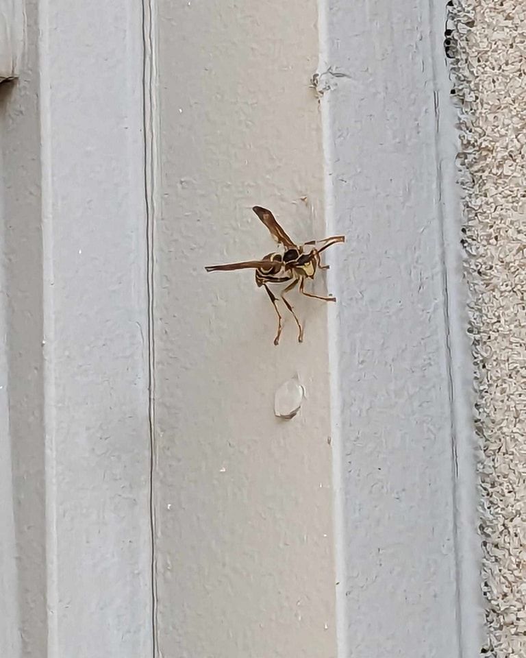 Wasp with yellow and brown markings clinging to a light-colored wall.