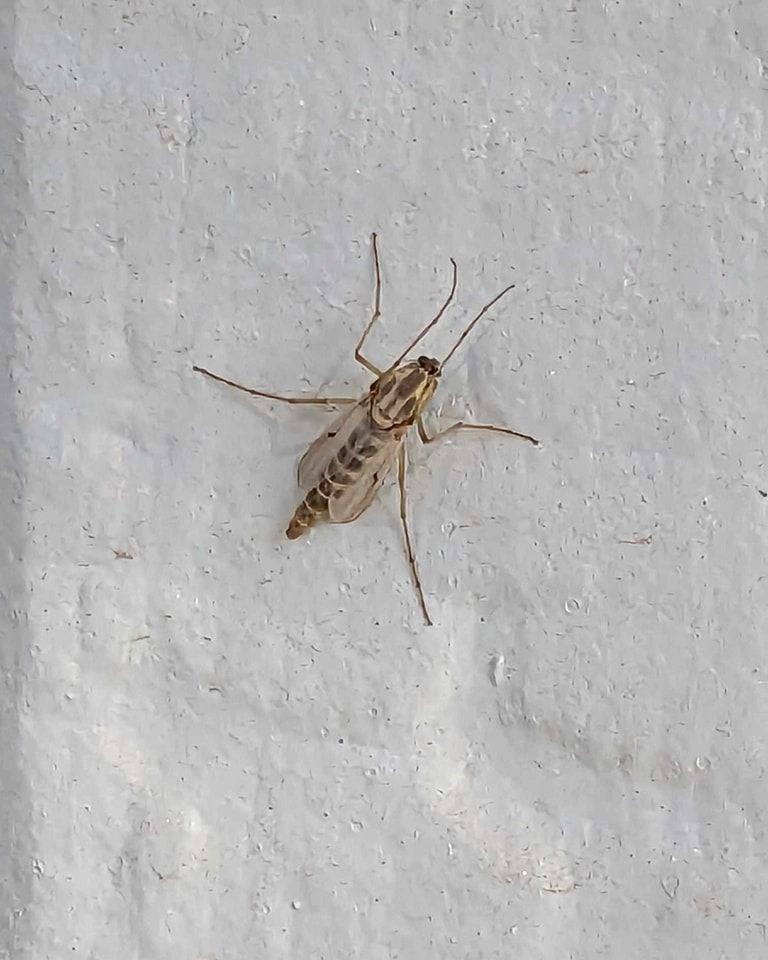 Tan-colored insect with long legs and patterned wings clinging to a white wall.