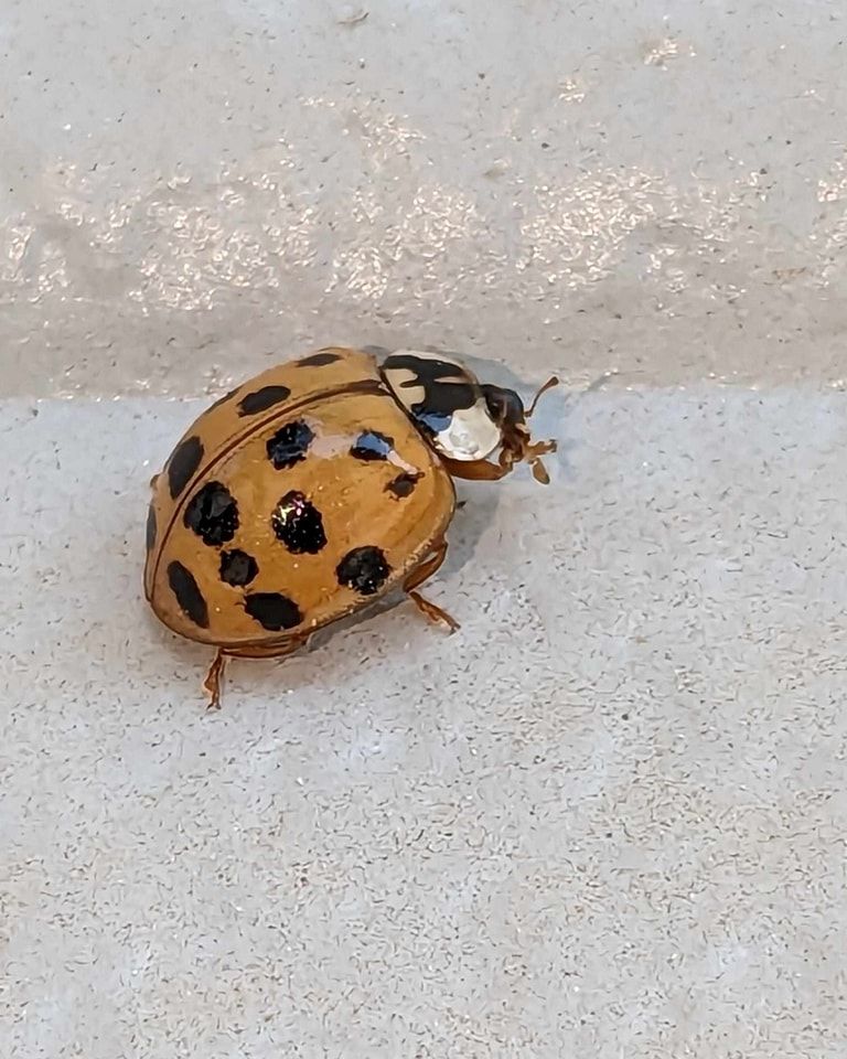Ladybug with orange and black spotted shell crawling on a white surface.