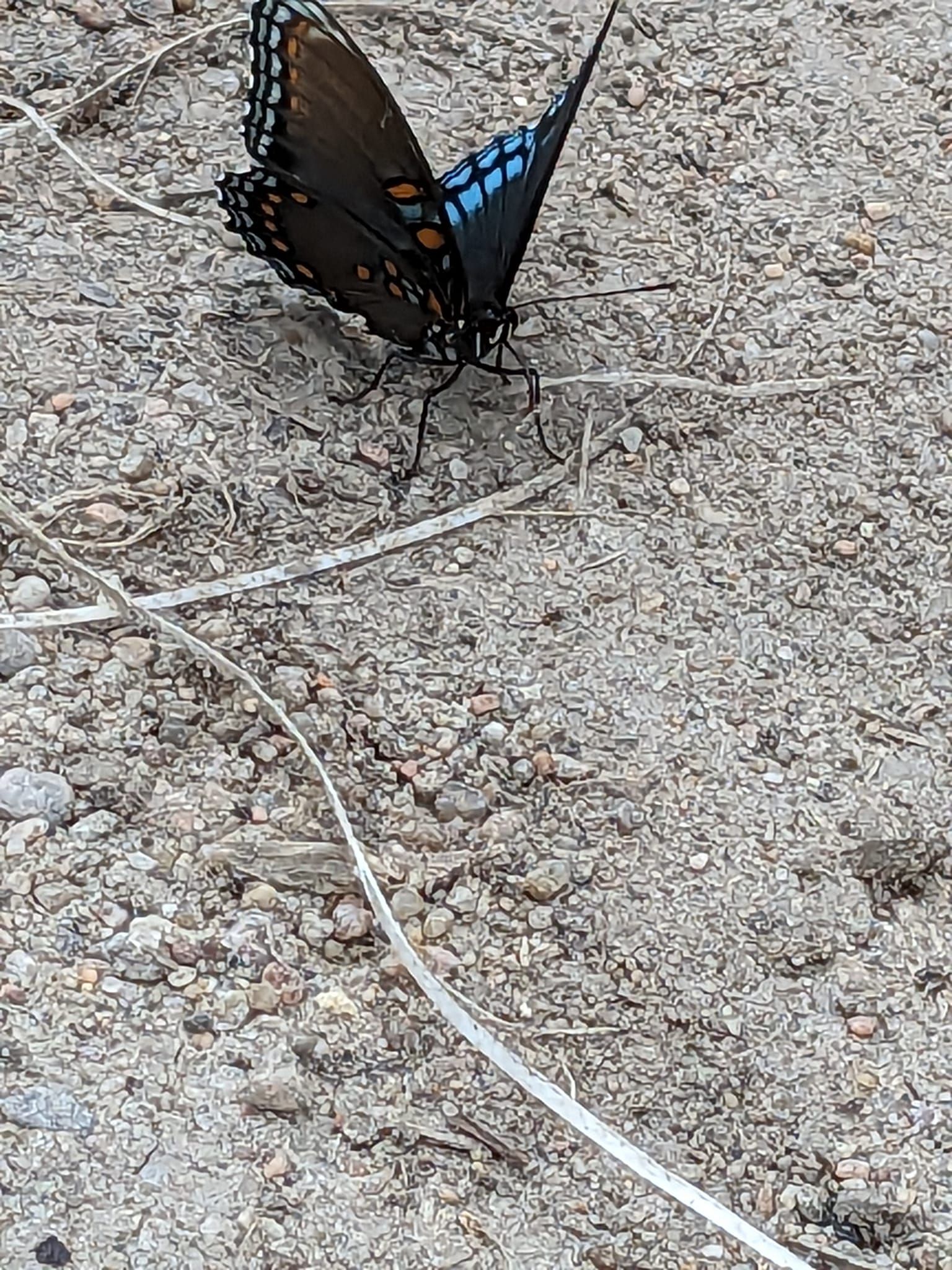 Butterfly with blue markings on dark wings perched on gravel.