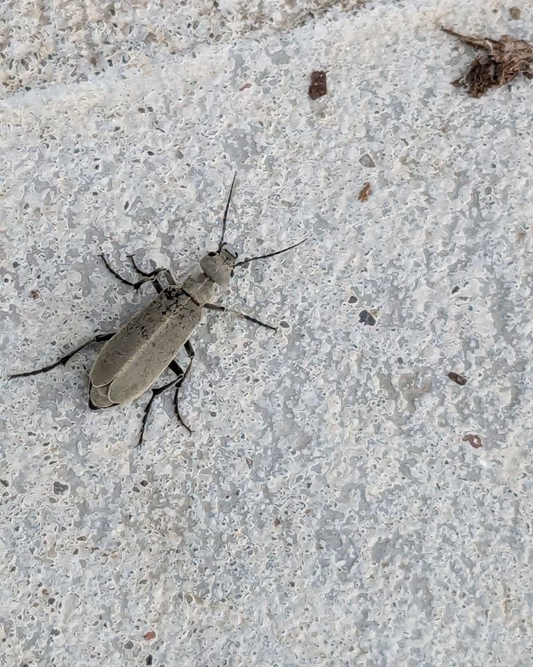 Beetle with black legs and antennae on a gray, textured surface.