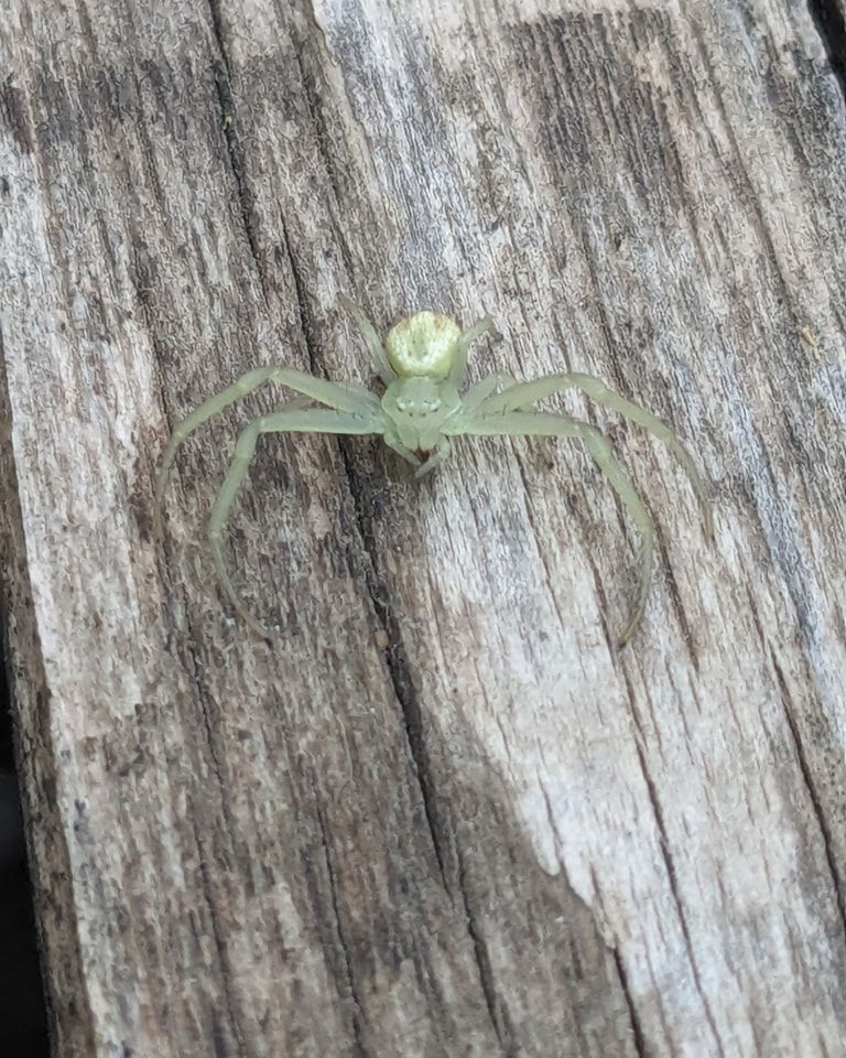 Green crab spider on weathered wood.