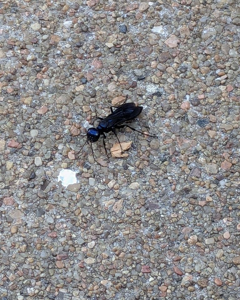 Black wasp with iridescent blue head on a textured concrete surface.