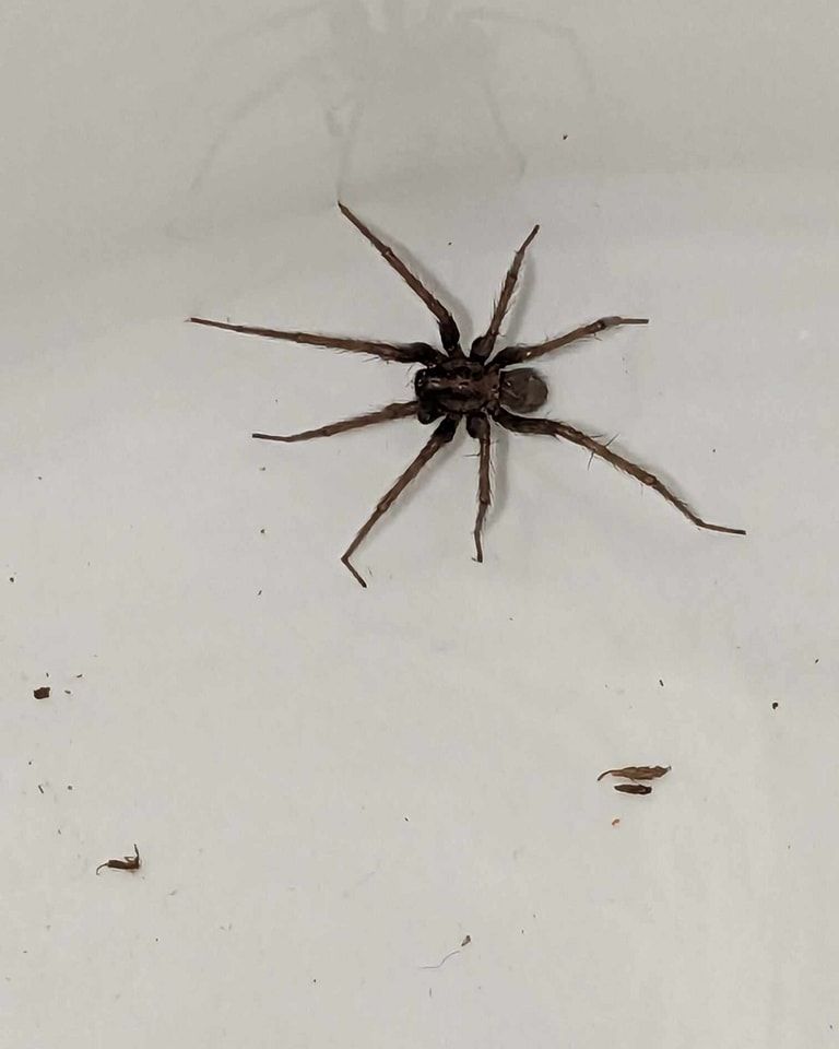 Brown spider with long legs on a white surface.