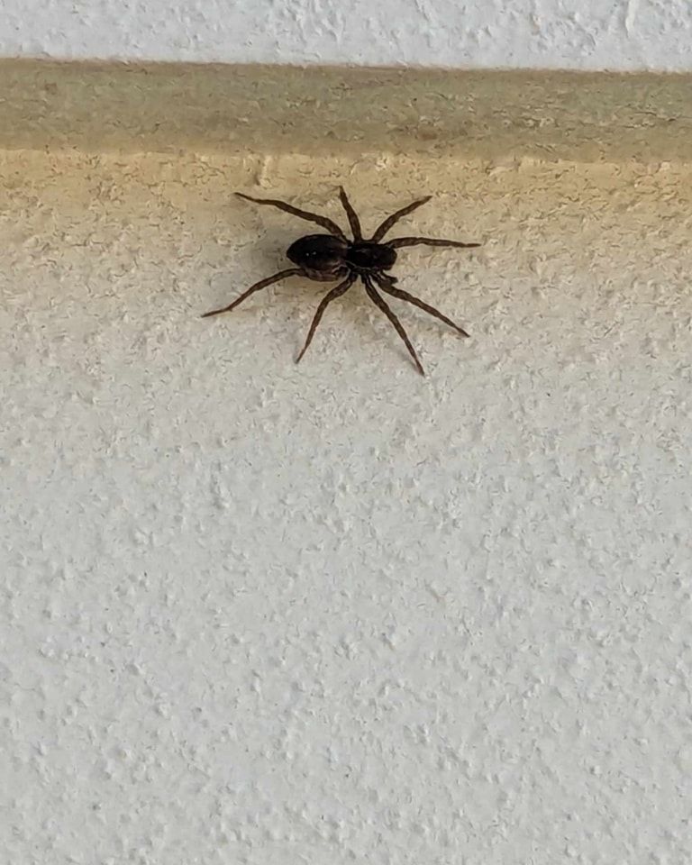 Dark spider with long legs crawling on a white wall under a tan-colored edge.