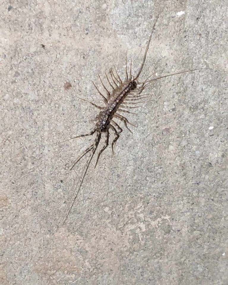 A centipede with many legs on a light gray concrete surface.