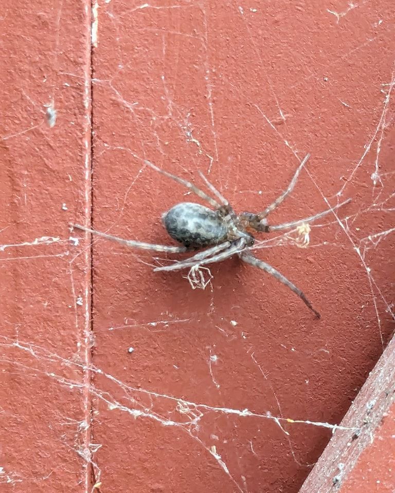 Spider on a red surface, with a web. The spider has a patterned abdomen.