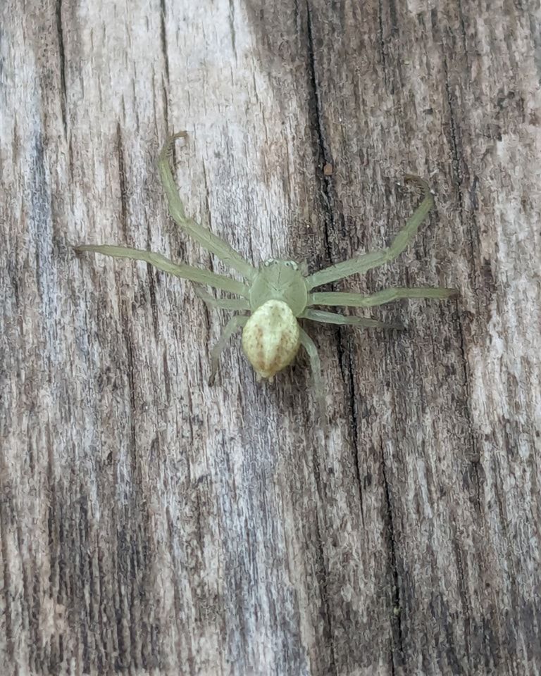 Light green crab spider on a weathered, gray wooden surface.