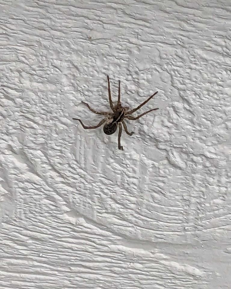Brown spider on a textured white surface, with its legs spread.