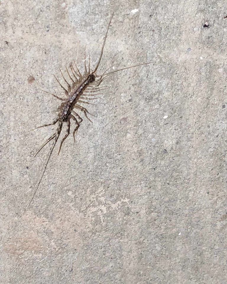 A house centipede with many legs crawling on a gray concrete surface.