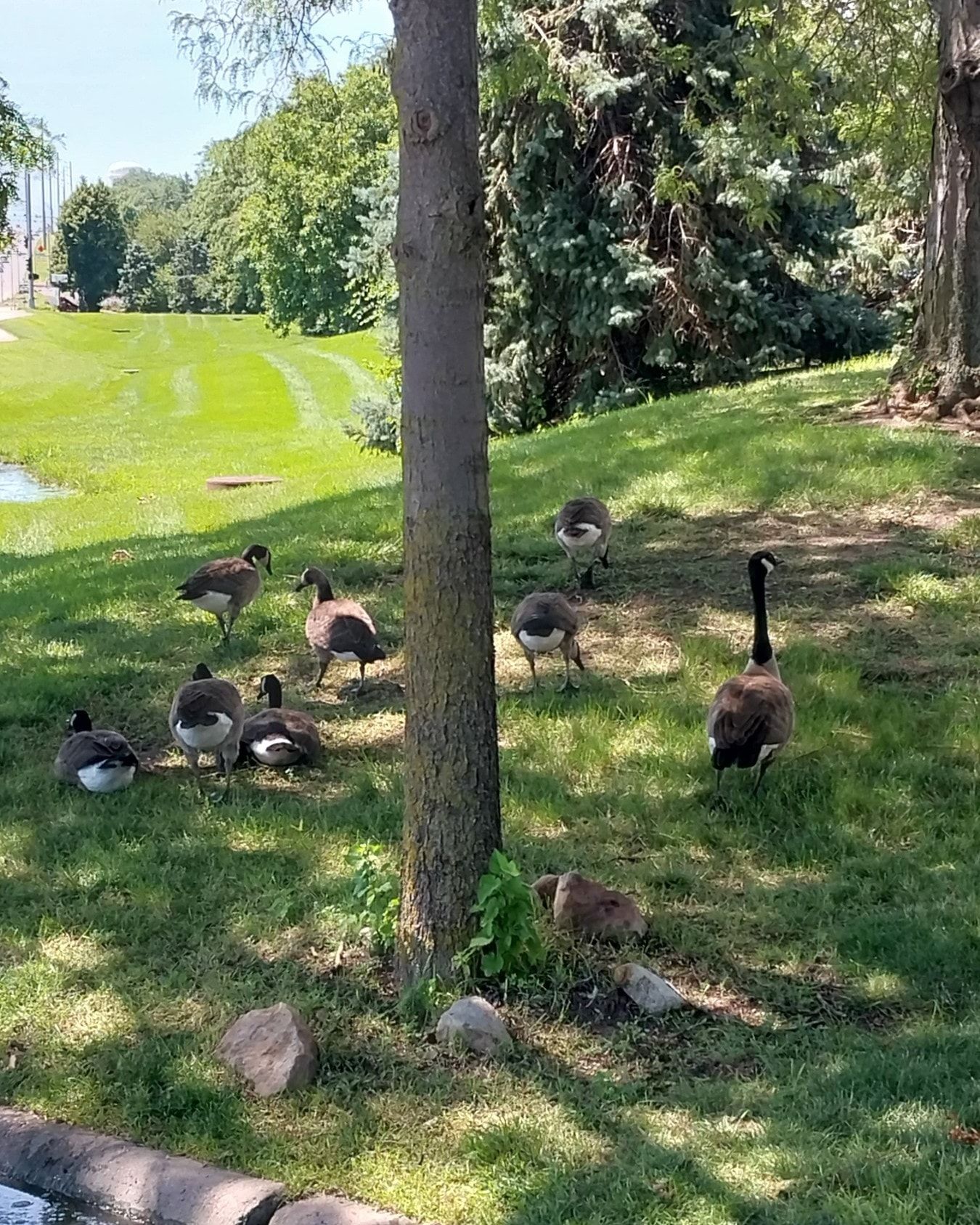 Geese grazing on a grassy hill near a tree, on a sunny day.