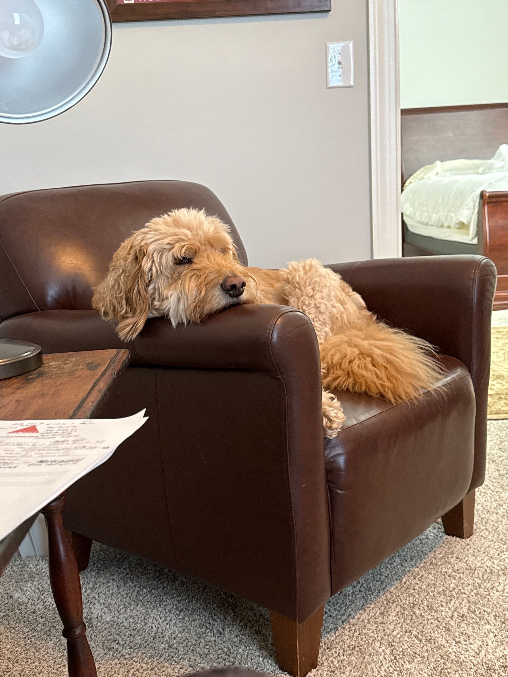 Golden-colored dog resting on a brown leather armchair, head drooping. Indoors, near a small table.