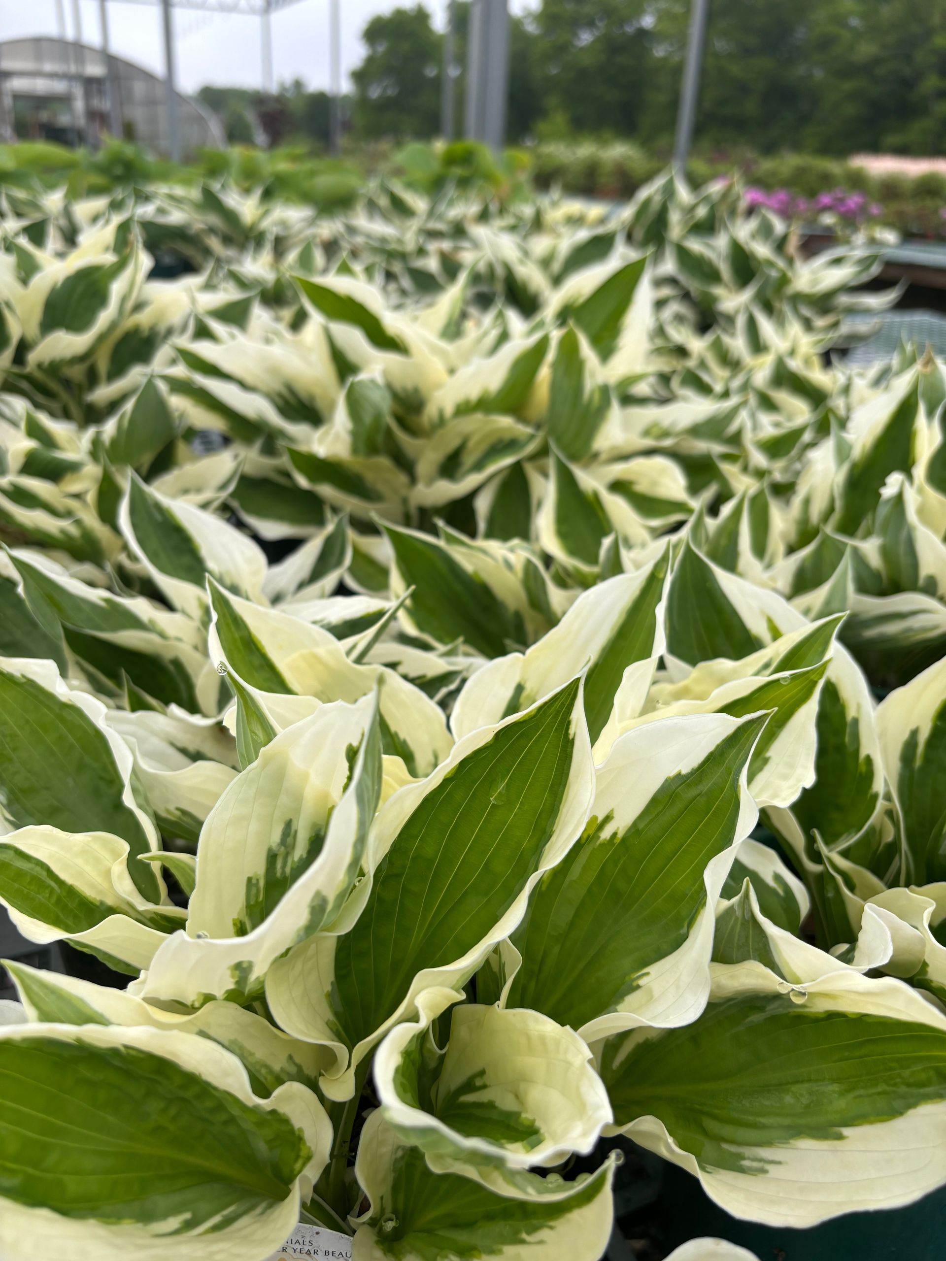 Patriot Hostas