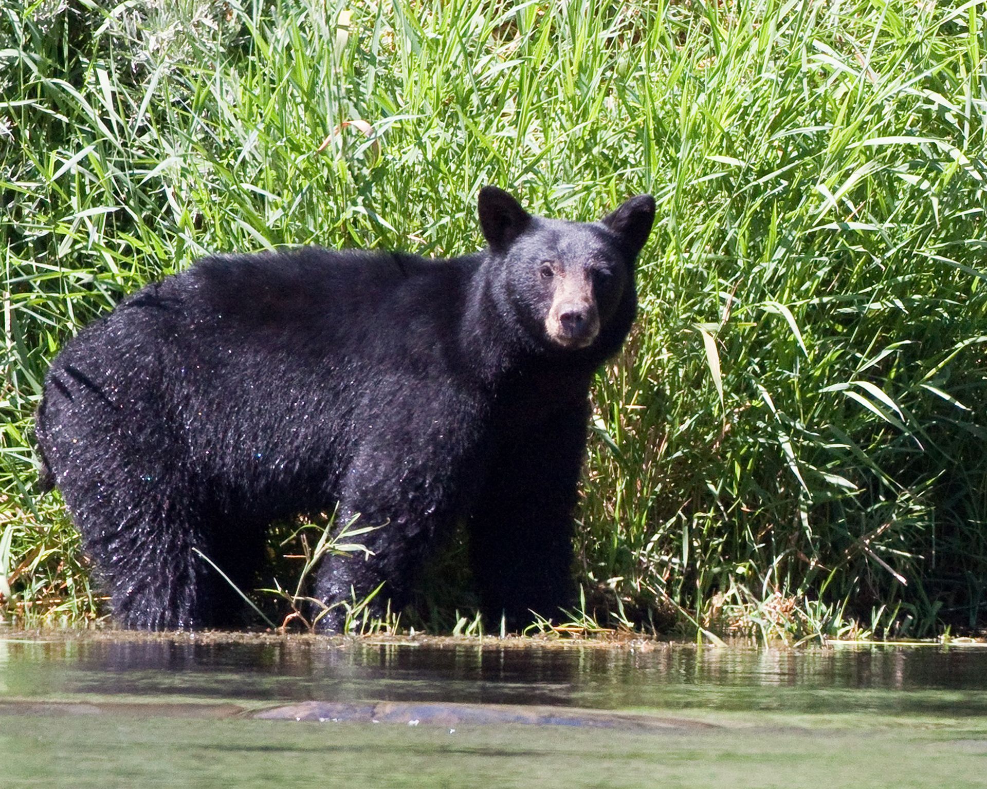 a black bear standing in the grass near a body of water