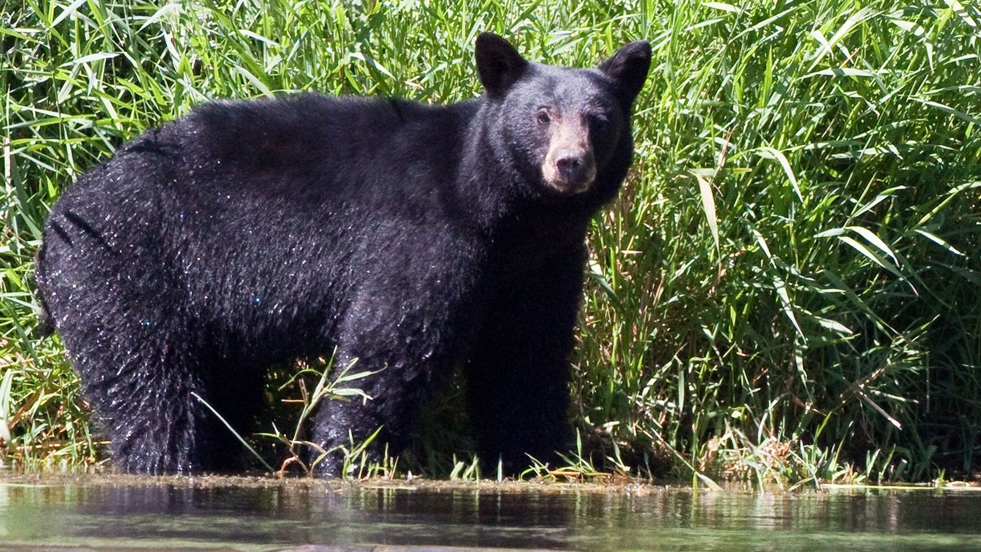 A black bear is standing in the grass near the Rogue River