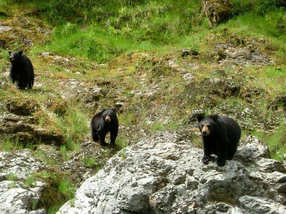 Black bears walking down towards the river