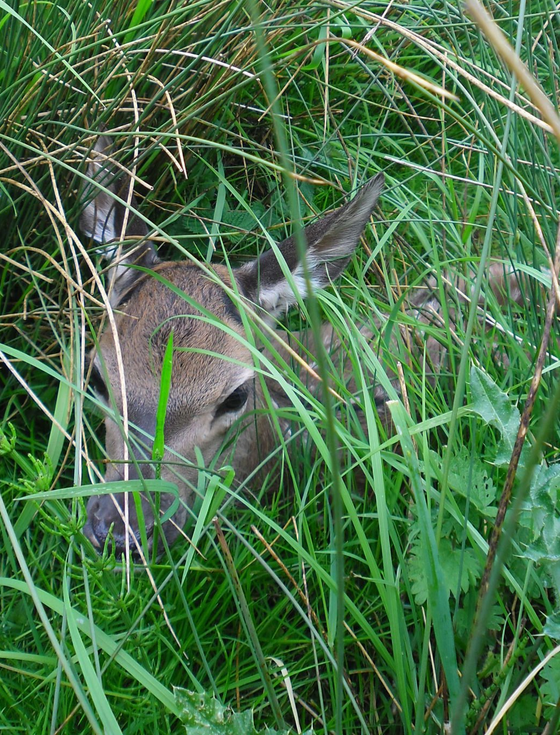 Deer Safari 