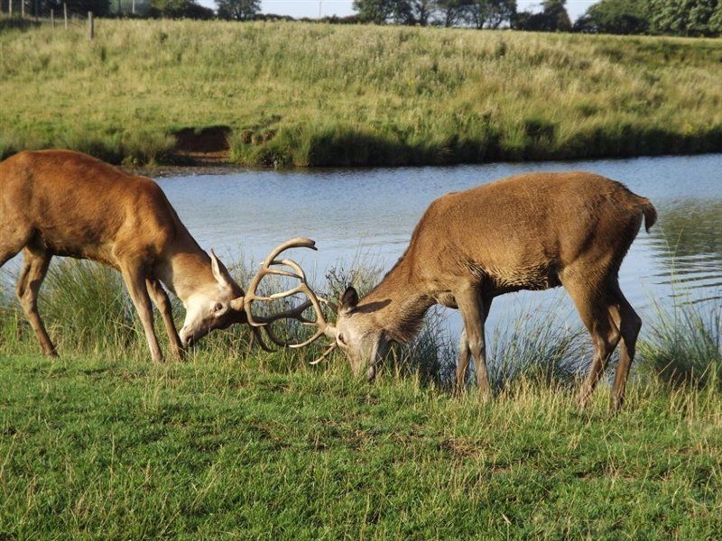 Sparring stags