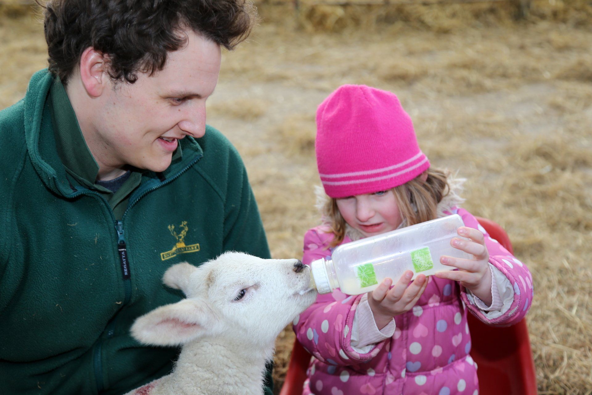 Lamb bottle feeding