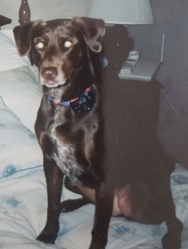 A brown dog wearing a blue and red collar is sitting on a bed