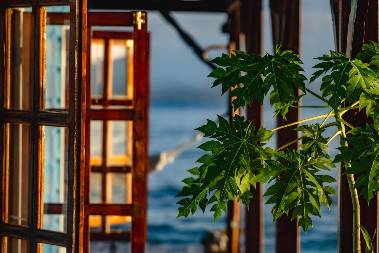 A view of the ocean through an open window with a tree in the foreground.