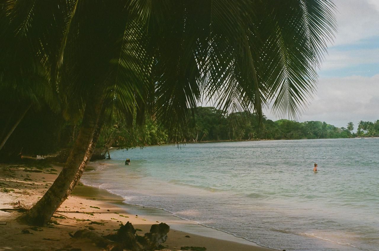 A beach with a palm tree in the foreground and a body of water in the background.