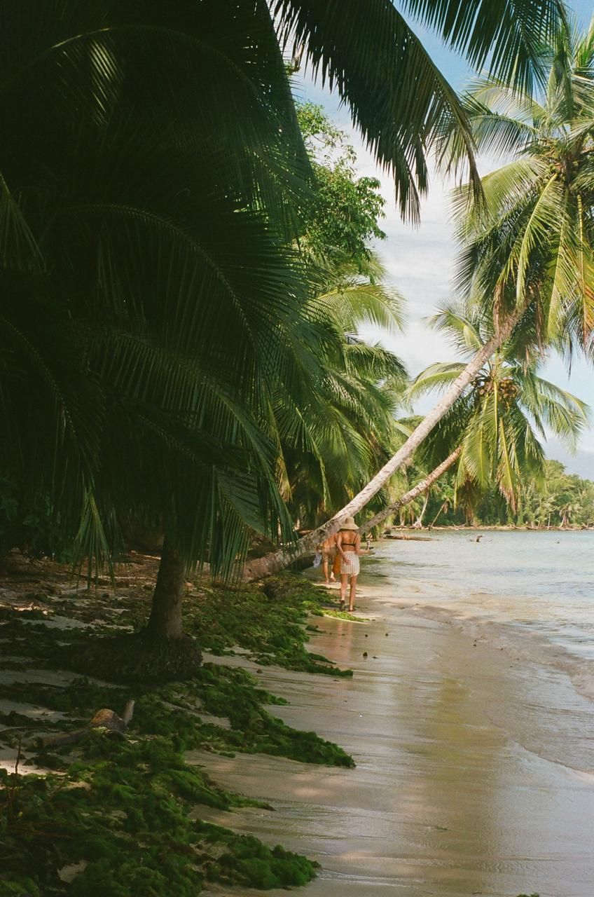 A beach with palm trees and a body of water