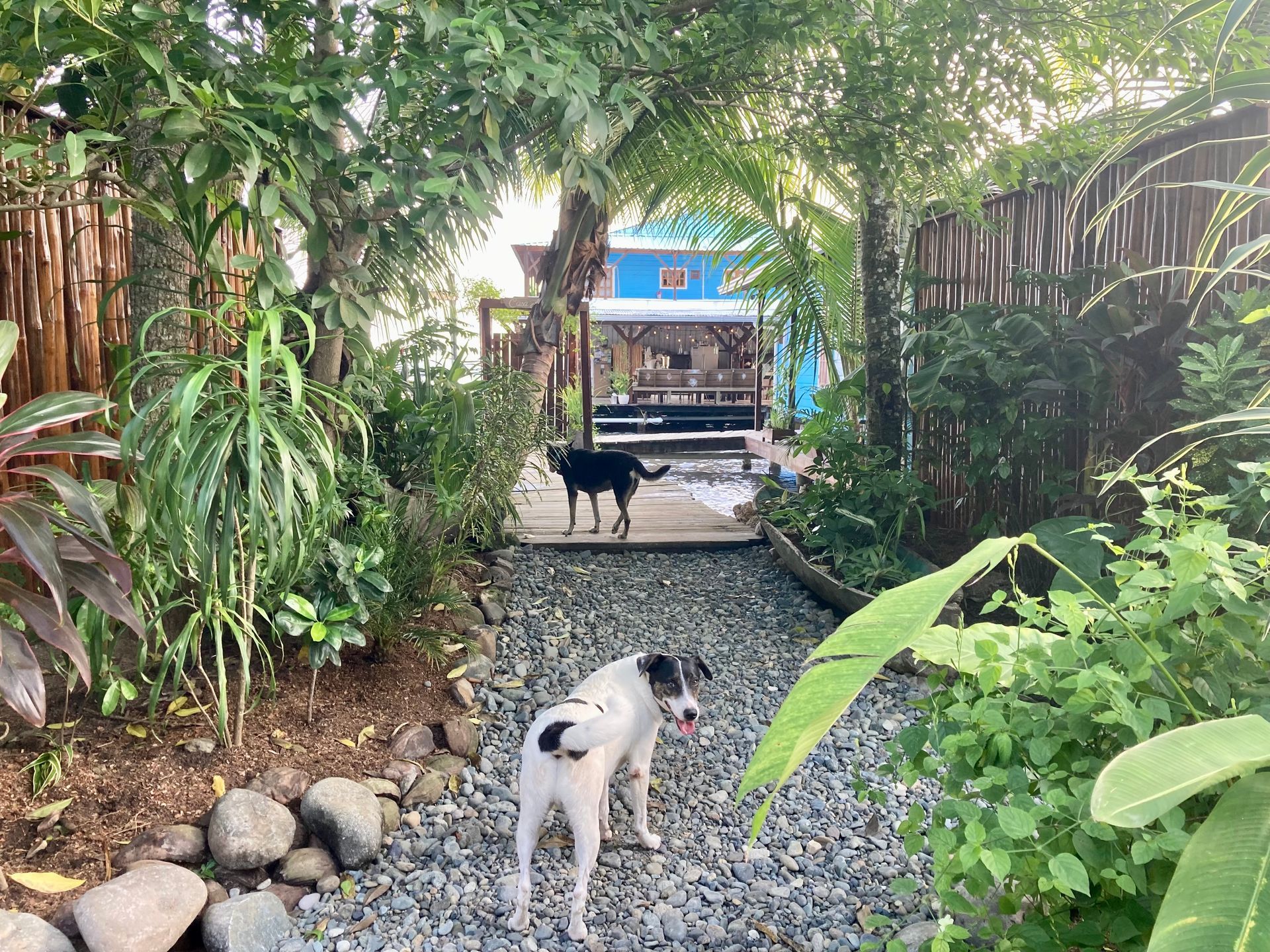 A dog is standing on a gravel path in a garden.