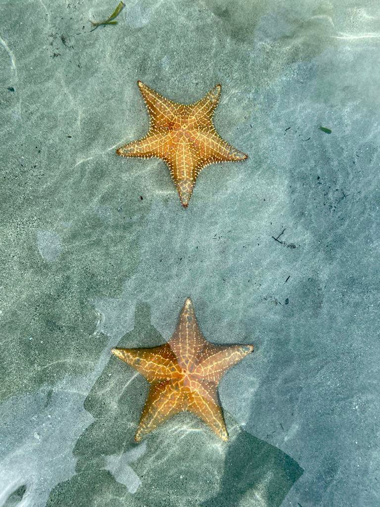 Two starfish are under the crystal clear Caribbean Sea laying on the sand