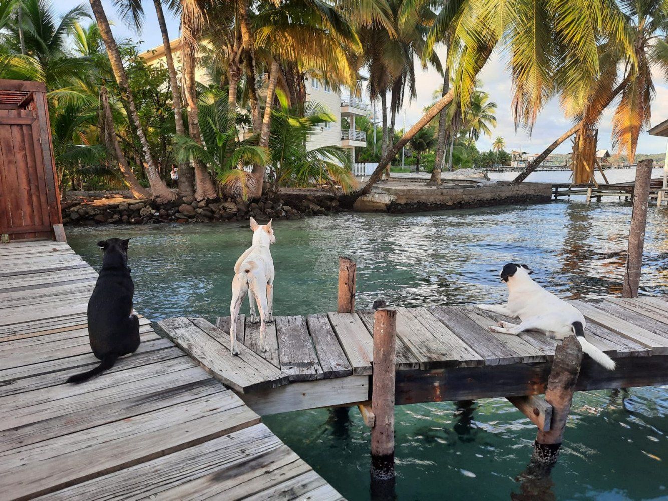 Three dogs are sitting on a wooden dock overlooking a body of water.