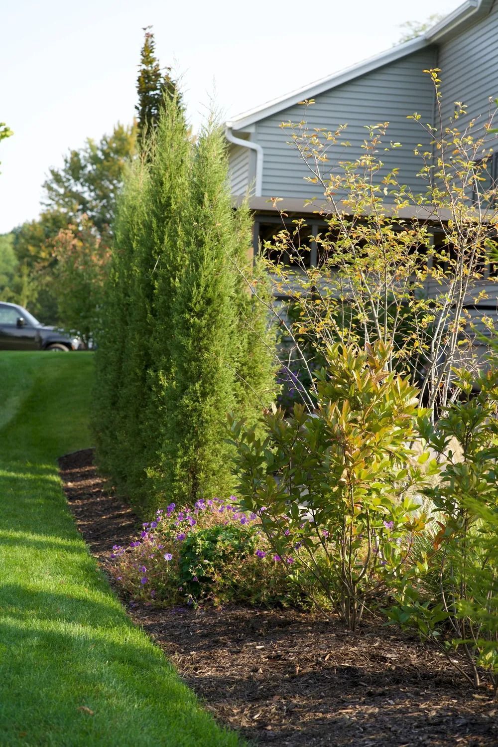 Row of green, tall, thin trees in front of a building with a lush garden bed and grass lawn.