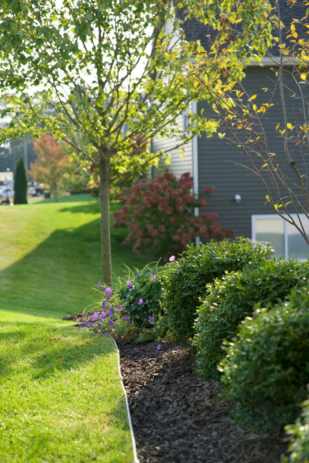 Green lawn with tree and landscaped garden beds next to a building.