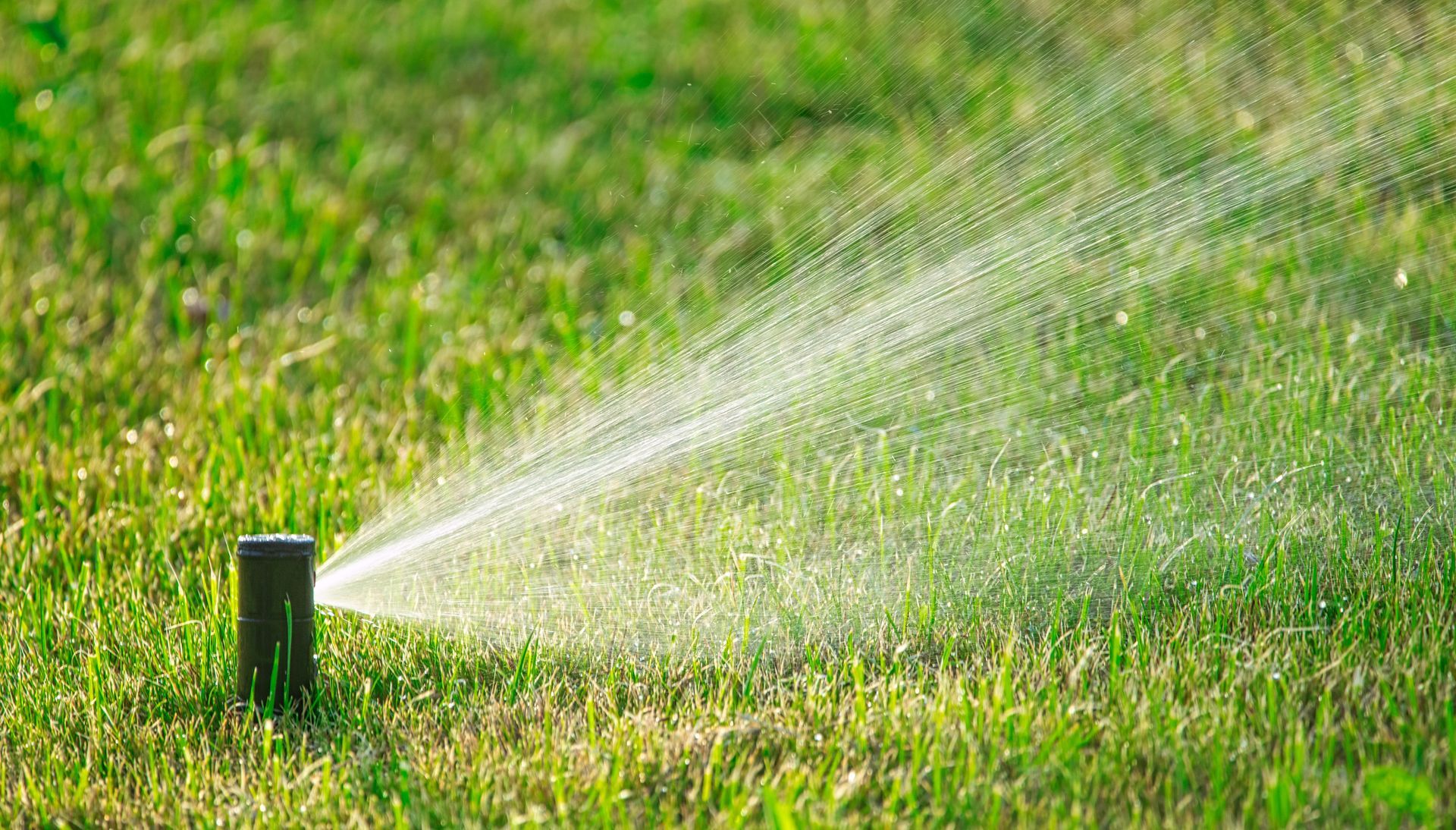 Sprinkler watering green grass on a sunny day.
