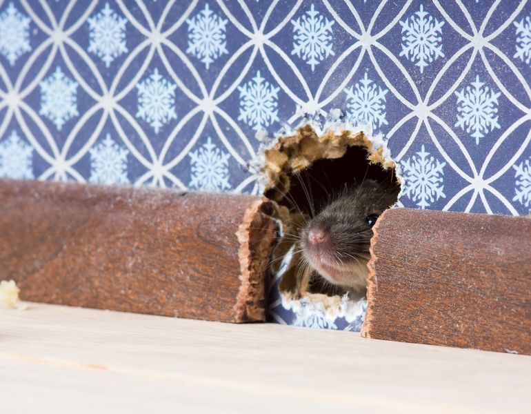 Rodent Control in Philadelphia, PA