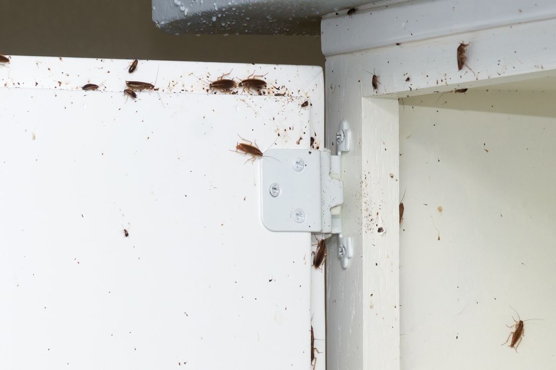 Roach Control in Philadelphia, PA