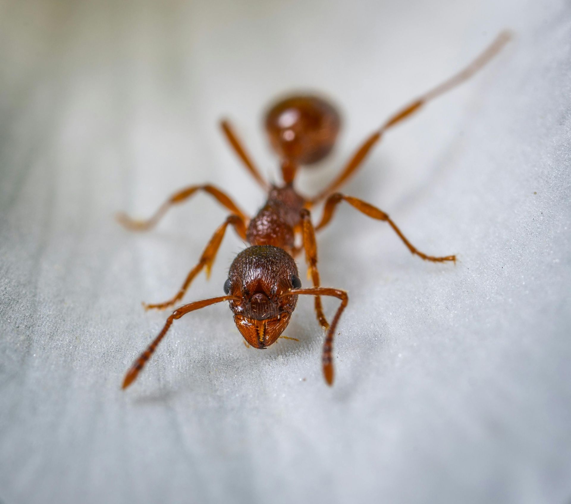 Red ant on a white surface. The ant has visible antennae and six legs.