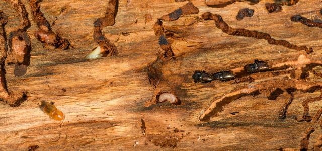Close-up of wood with tunnels, larvae, and black beetles.