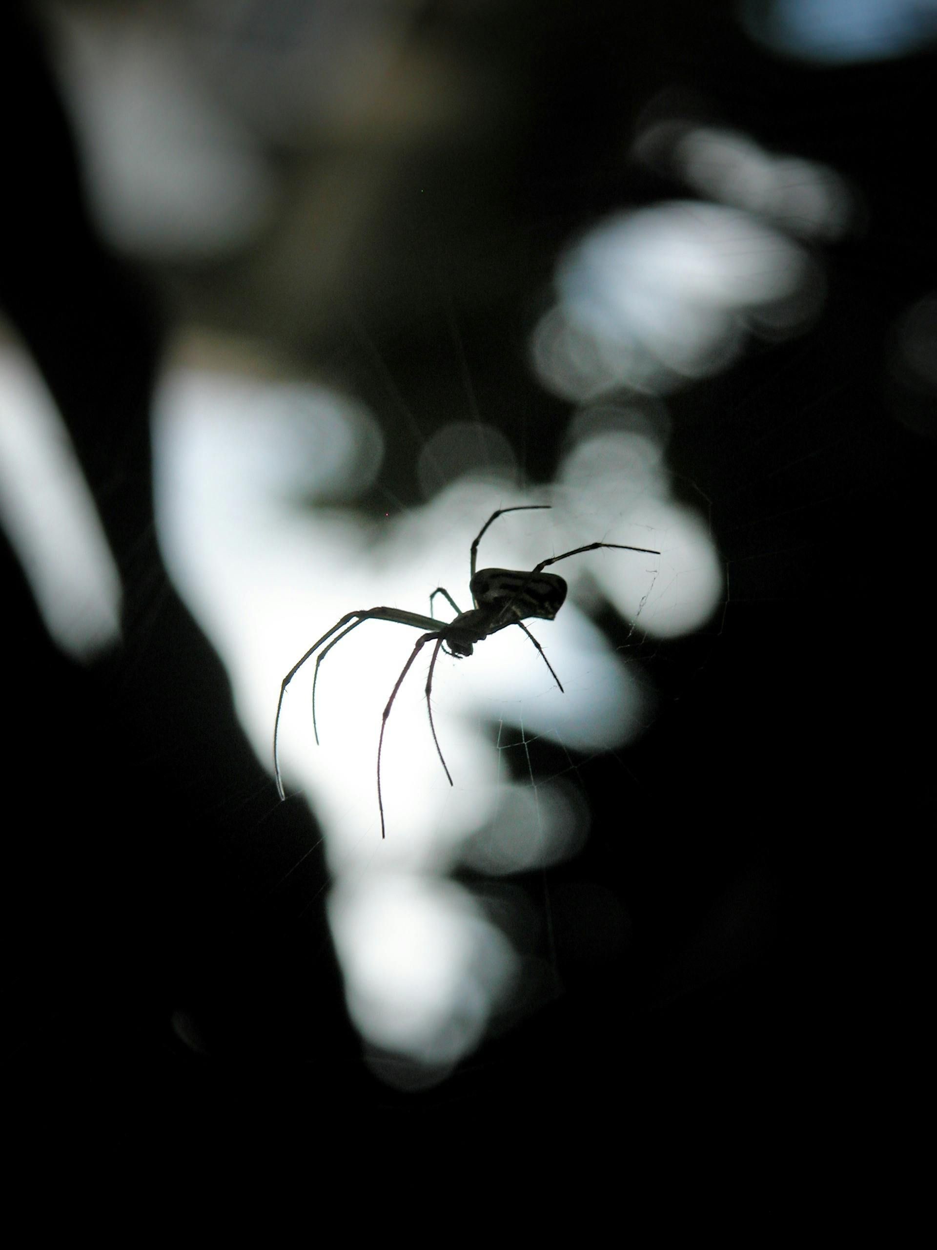 Silhouette of an ant-like spider with long legs against a blurry, light background.