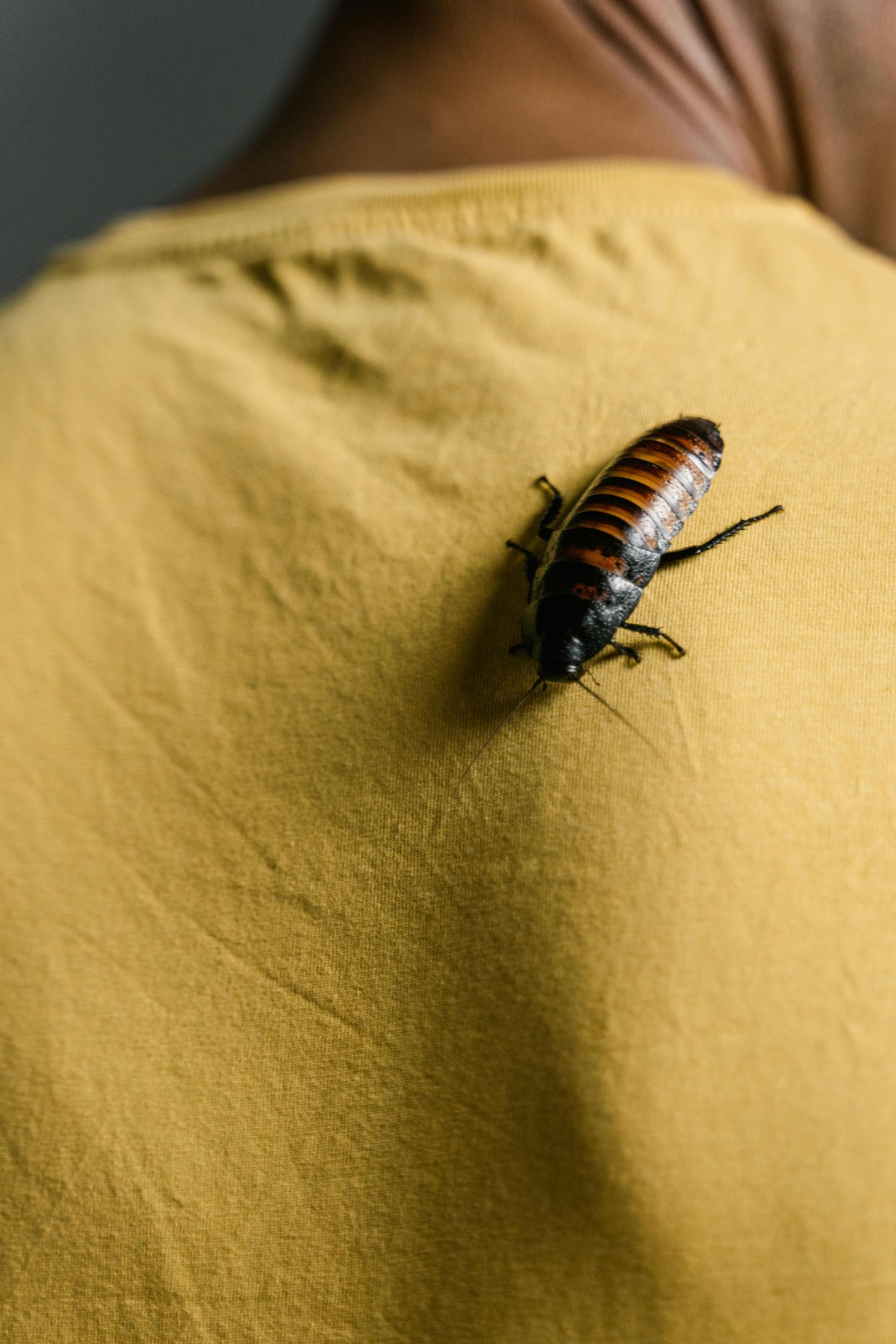 A cockroach crawling on a person's yellow shirt.