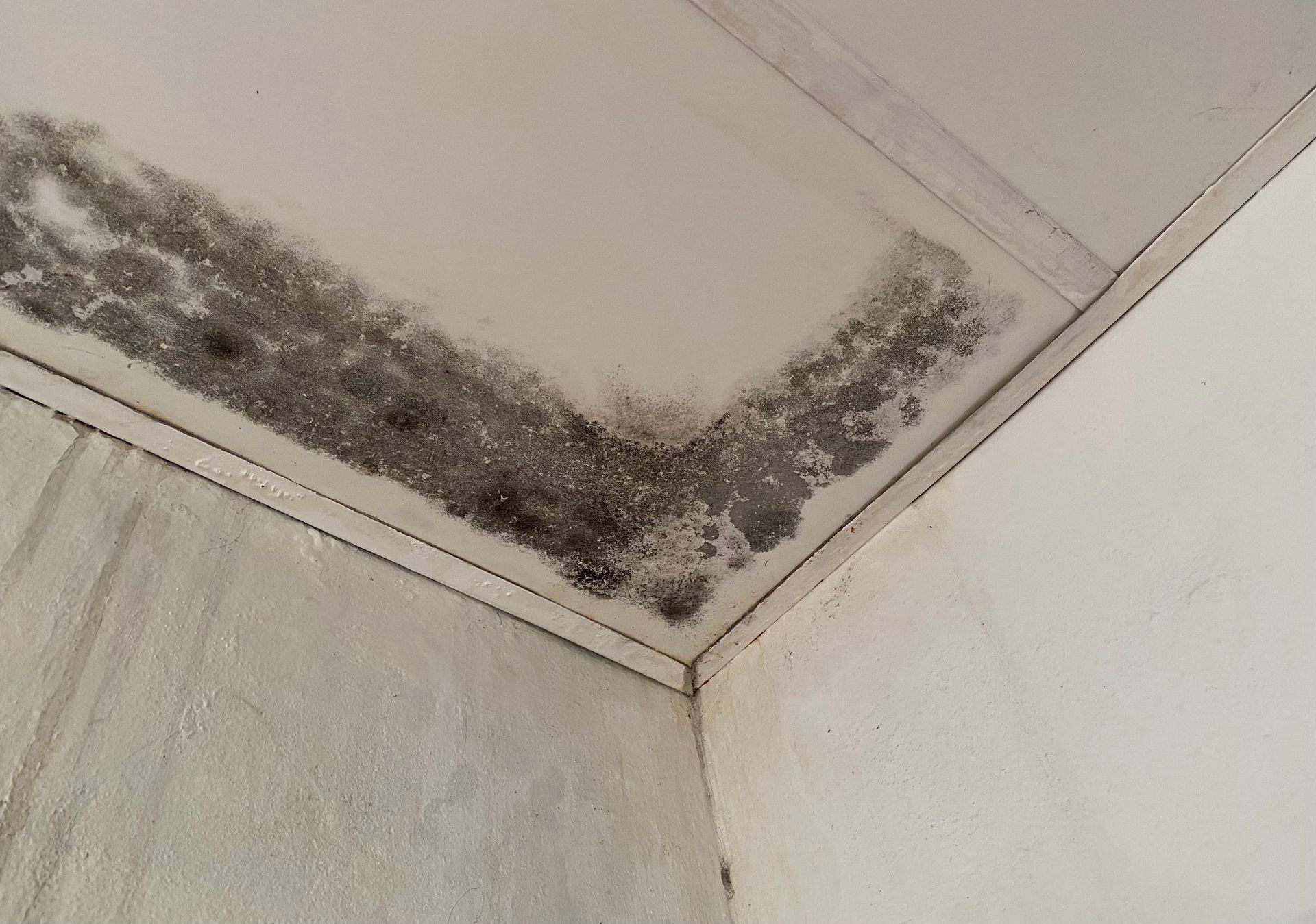 Mold Remediation