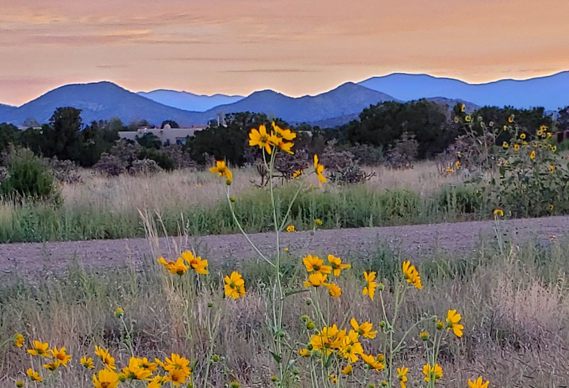 Yellow wildflowers in foreground, dirt path, meadow, and blue mountains under a pastel sky.