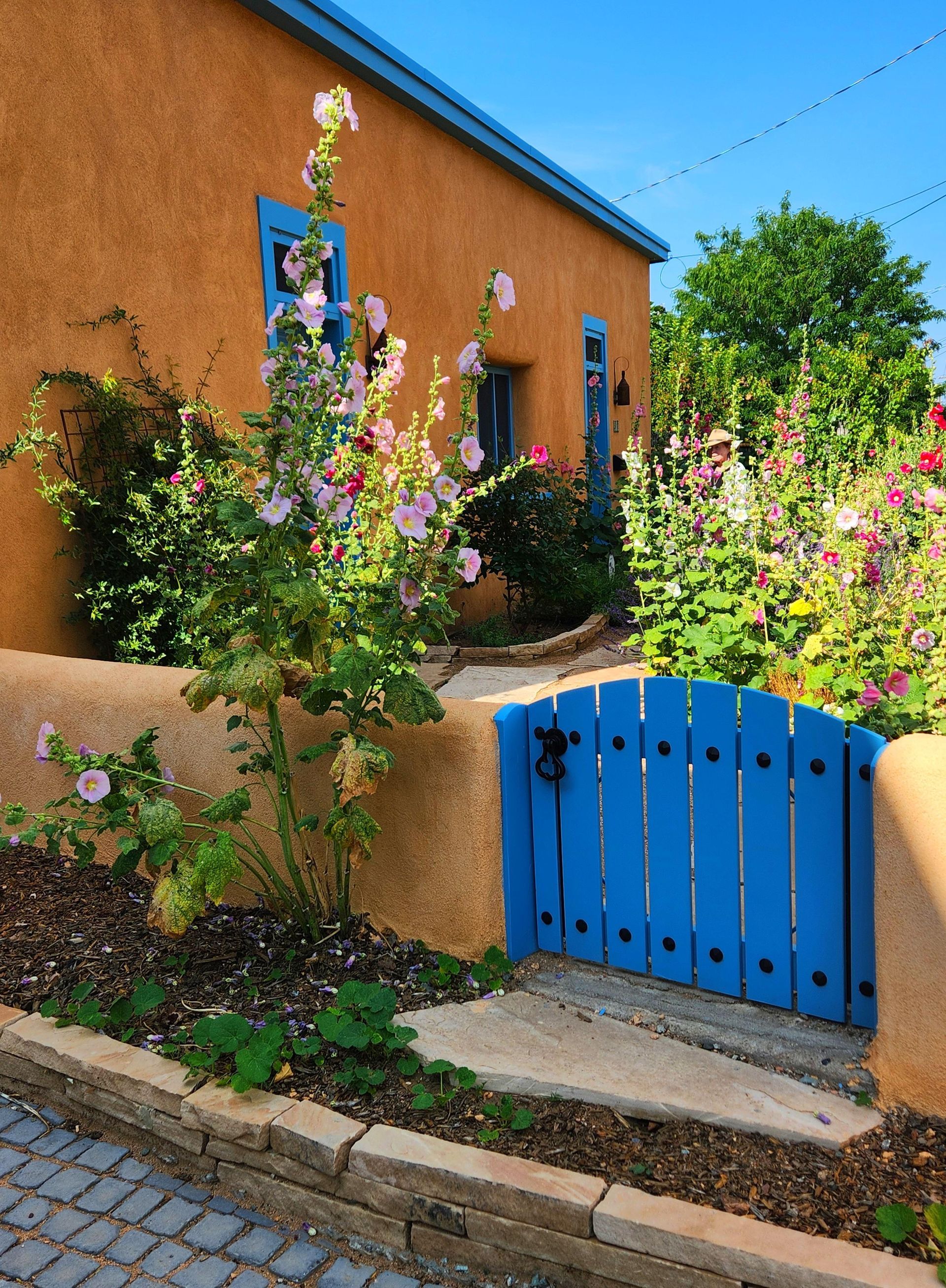 Blue gate leads to a stucco building with blue trim and blooming hollyhocks.